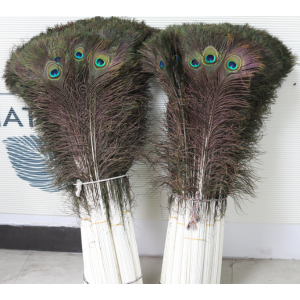 Peacock Feather Wholesale | Feather Size 70-80 CM Peacock Feather Wholesale | Feather Size 70-80 CM
